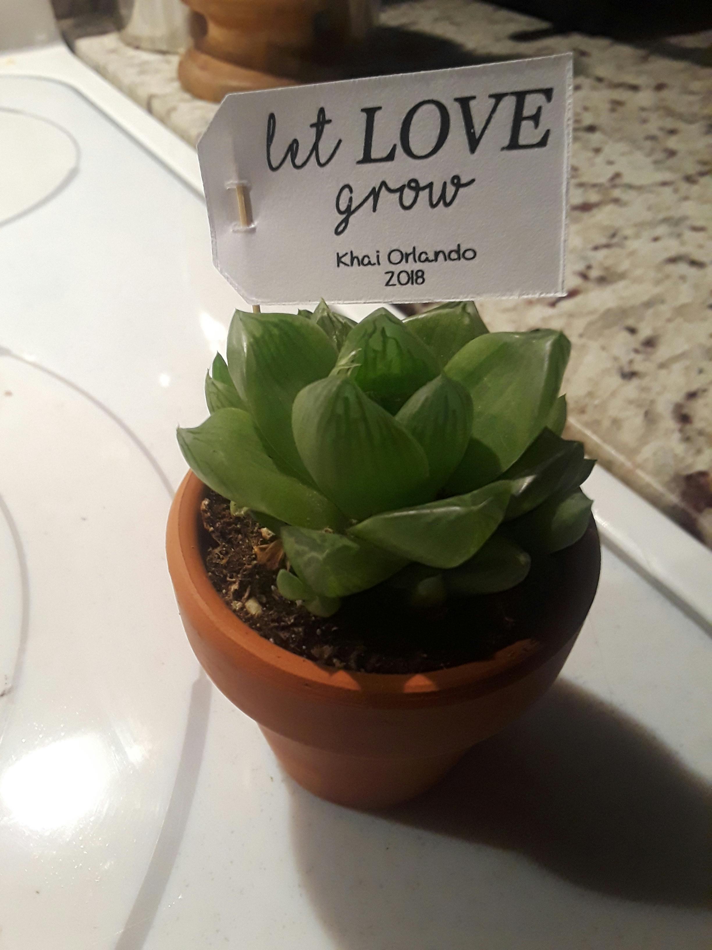 20 Hanging CUSTOM Favor Tags Wedding Succulent Favors for Sale Bulk